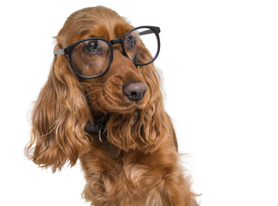 聪明聪明的狗戴眼镜。在白色上隔离