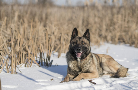 德国牧羊犬在冬天阳光明媚的一天在芦苇雪