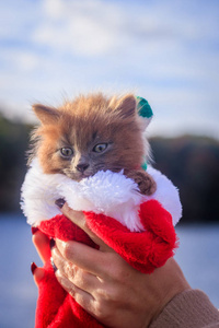 小猫在散步时带着一条彩色围巾和一顶圣诞帽。小猫在走路。宠物秋季照片与动物。蓬松的黑烟猫理发。Groommer 理发猫