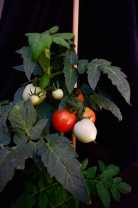 在花园里生长的西红柿成熟的夏天