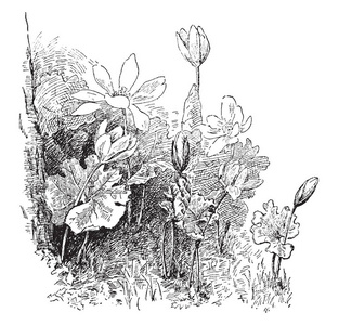 草根开花植物原产于北美洲东部。草根也被称为 bloodwort, redroot, 红色龙葵, 复古线条画或雕刻插图