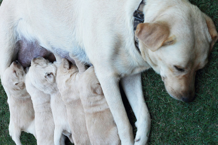 小狗的狗尾巴图片