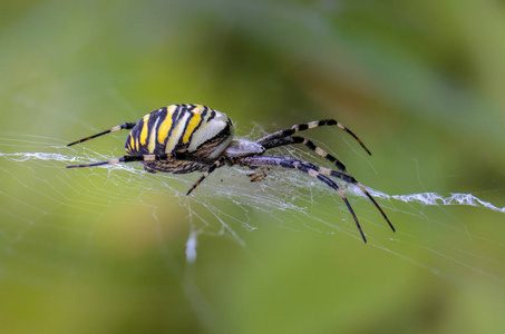杀手蜘蛛带条纹腹部的蜘蛛黄蜂雌性照片