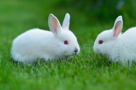 在草丛中的有趣的婴儿白色兔
