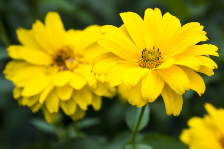 Heliopsis helianthoides 黄高园花卉盛开