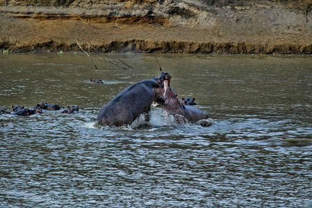 赞比亚南部卢安瓜河两个男性 hippopotas 的战斗