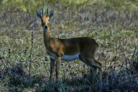 Steenbok, Raphicerus, 南卢安瓜, 赞比亚