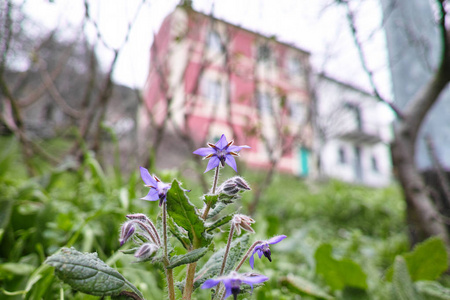 borago 在拉斯佩齐亚的草地之花