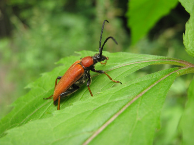 stictoleptura 杨梅