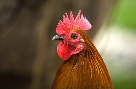 红公鸡头红公鸡头照片