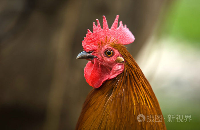 红公鸡头
