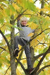 小男孩坐在树的枝头上