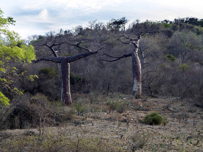 马达加斯加北部的猴面包树