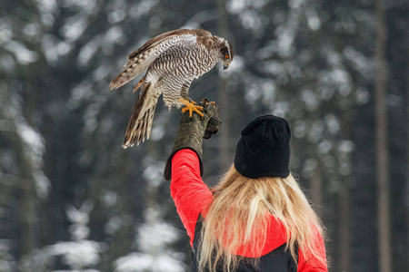 福尔克纳妇女抓住猎鹰为食物在手