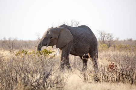 大象, Etosha Natioal 公园的野生动物, 纳米比亚非洲