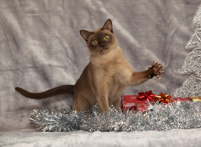 令人惊异缅甸猫在圣诞装饰品