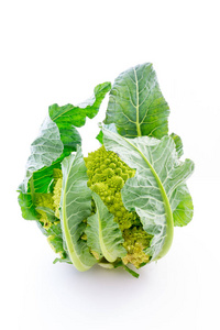 Broccolo 罗马与白色背景