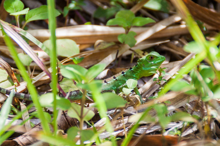 羽毛蛇怪 Basiliscus plumifrons, 也叫通常绿色蛇怪在国家公园阿雷纳尔, 哥斯达黎加