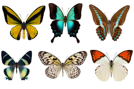 许多不同的美丽的蝴蝶照片