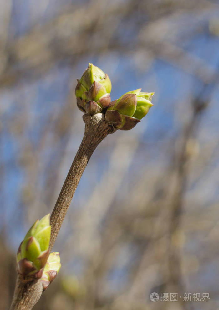 子房在一个年轻的植物.春天树枝上的芽.春季背景.复兴自然.