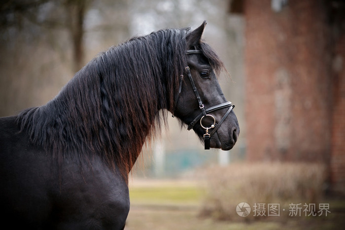 体育黑色马的画像