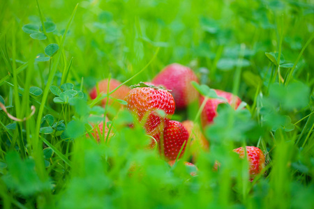 躺在绿草地上的草莓