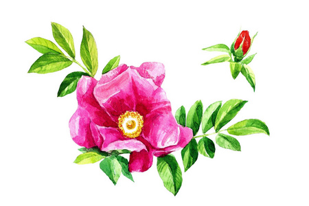 水彩玫瑰花在白色背景上被隔离。植物学插画