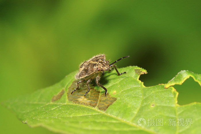 椿象绿色的叶子上