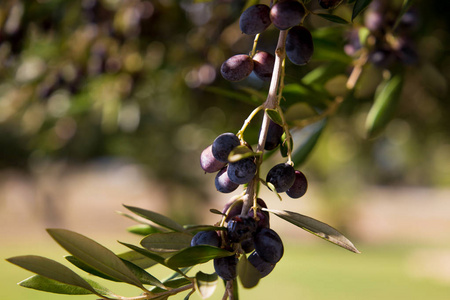 橄榄树叶, 天然阳光食物背景照片
