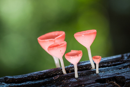 在雨林里的香槟蘑菇