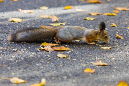 在公园里玩耍的松鼠在晴朗的秋日里寻找种子坚果和橡子