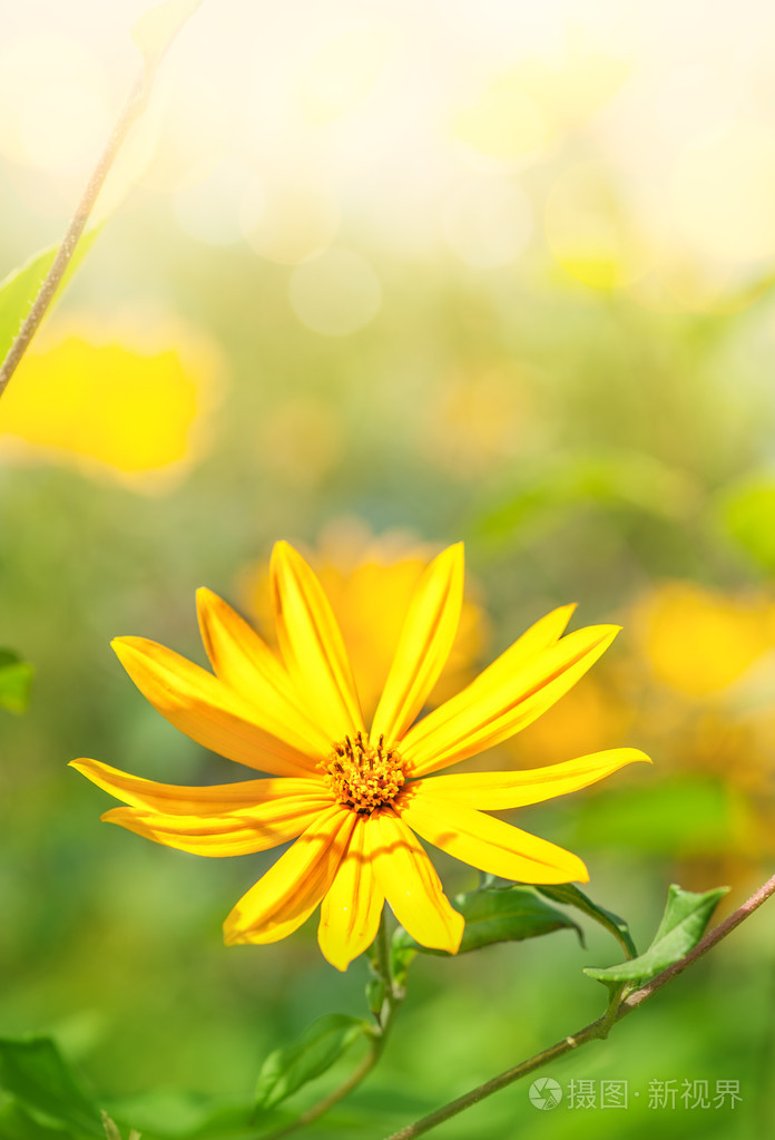 黄花