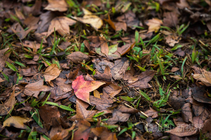 秋天, 枫叶在地上瞥见青草