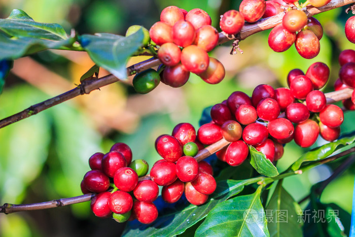 咖啡豆阿拉比卡咖啡树上