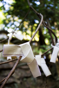 传统的日文幸运纸 Omikuji 在圣地