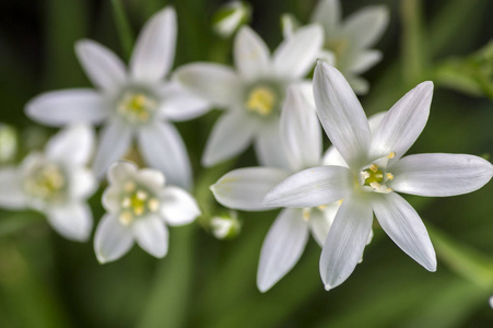 虎眼 umbellatum 草百合花, 小观赏和野生白色地面球状开花植物