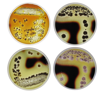 由细菌试验微生物学淀粉琼脂图片