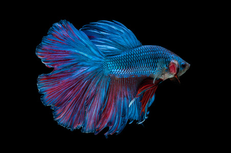 美丽的斗鱼芨芨草上黑色背景孤立关闭了艺术运动的斗鱼,黑色的背景上
