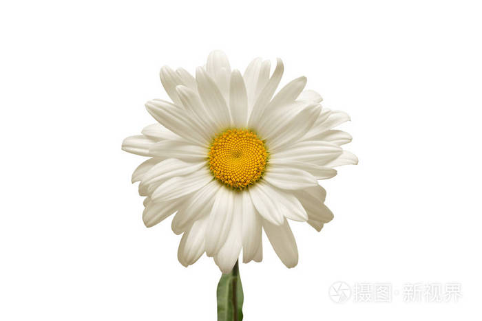 一朵白色的菊花在白色背景上被隔离平躺顶部视图花卉图案对象