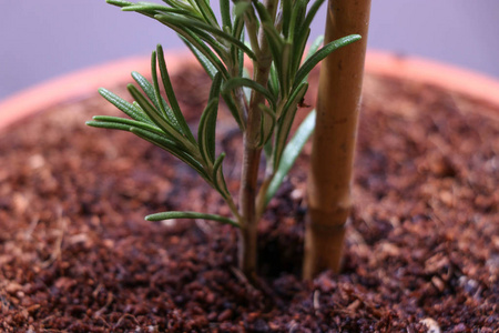 年轻, 种植迷迭香幼苗盆栽在粘土锅