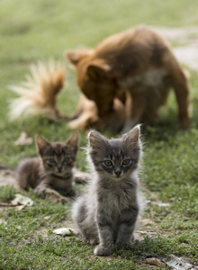 两只小条纹灰猫和一只红狗坐在绿色草地上阳光明媚的日子里