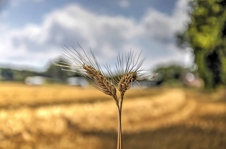 法国中部田野边缘收获后两耳小麦