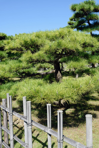 日本盆景松树图片