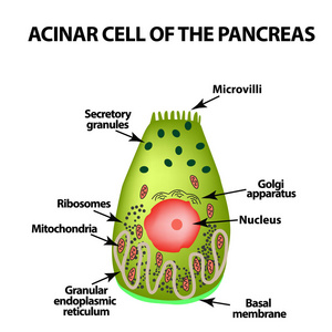 胰腺的腺泡细胞。泡.信息.孤立背景下的矢量图示