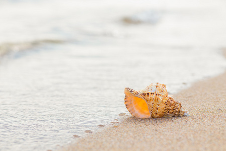在沙壳图片