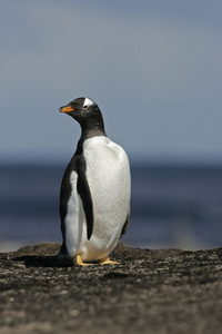 巴布亚企鹅，pygoscelis 巴布亚