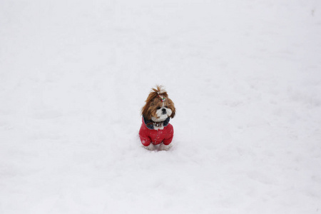 小寂寞小狗在雪在夹克