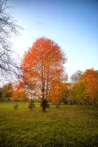 金黄的树叶树枝，秋木与阳光上