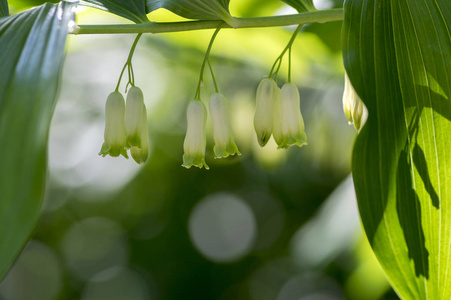 叶子多花黄精的开花植物茎上的黄精花黄精属密封植物白花所罗门的封印
