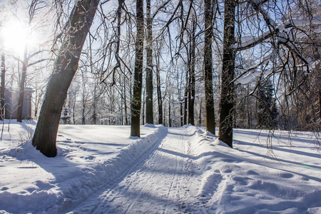 在公园的早晨冬天寒冷的风景。冬季景观。严寒, 白雪皑皑的树木, 晴朗的天气。美丽的冬季季节性背景